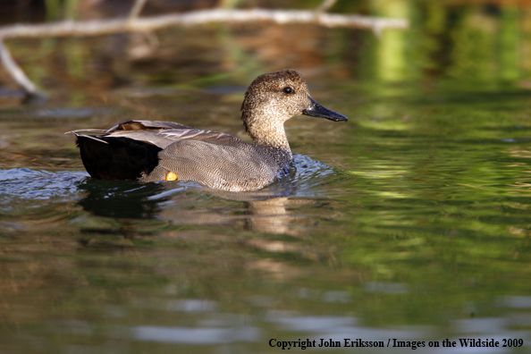 Gadwall in habitat