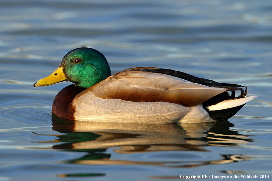 Mallard in habitat.