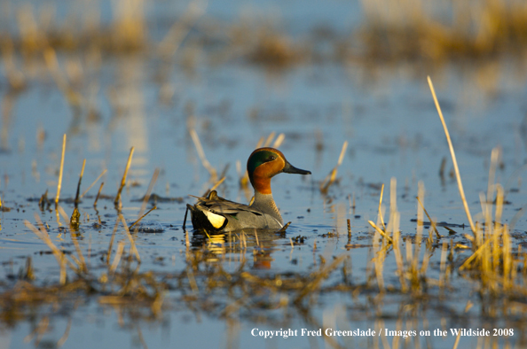 Green-winged teal in habitat