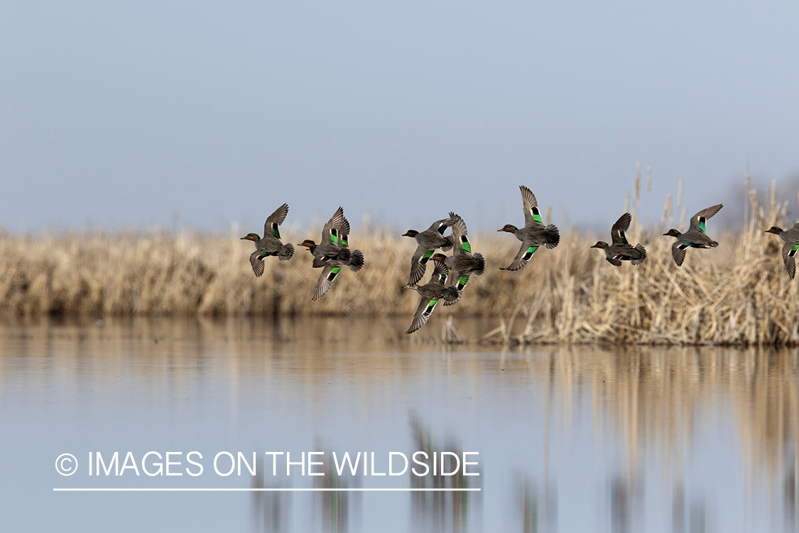 Green-winged Teal in flight.