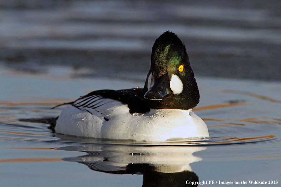 Common Goldeneye drake in habitat.