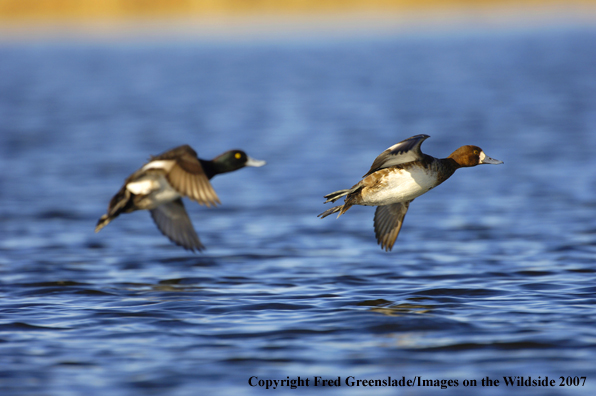 Lesser Scaup duck