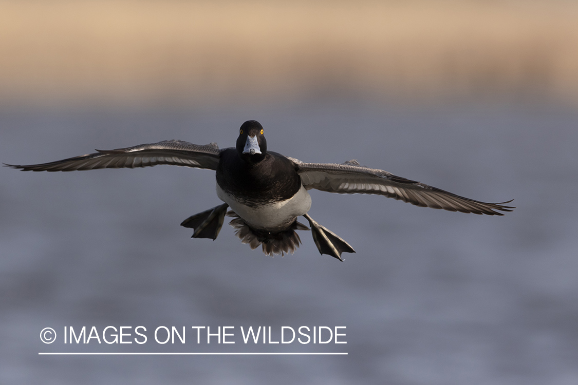 Lesser Scaup in flight.