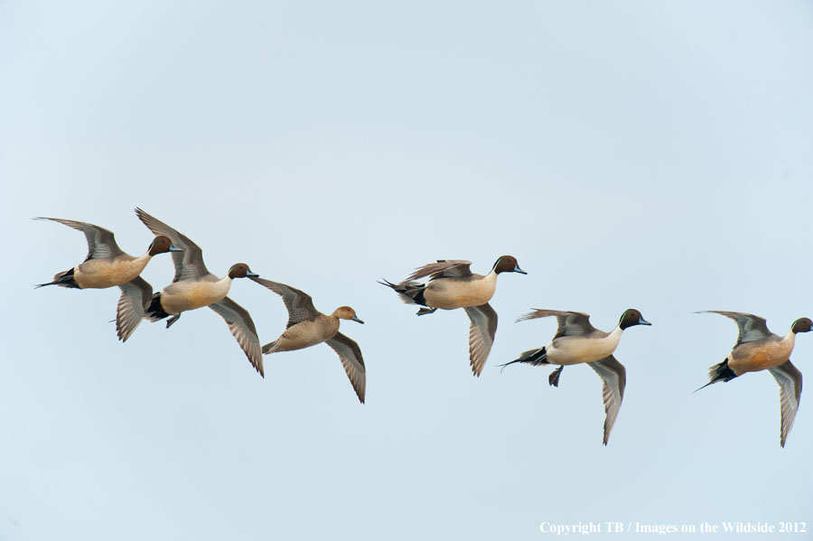 Pintail Ducks in flight.