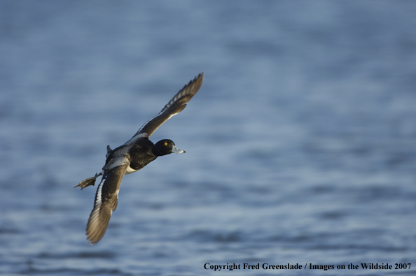 Greater Scaup in habitat