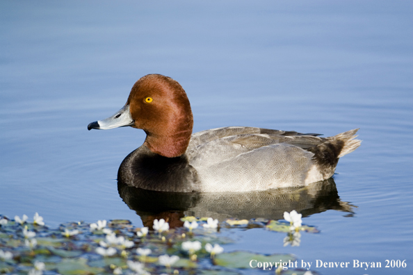 Redhead ducks.