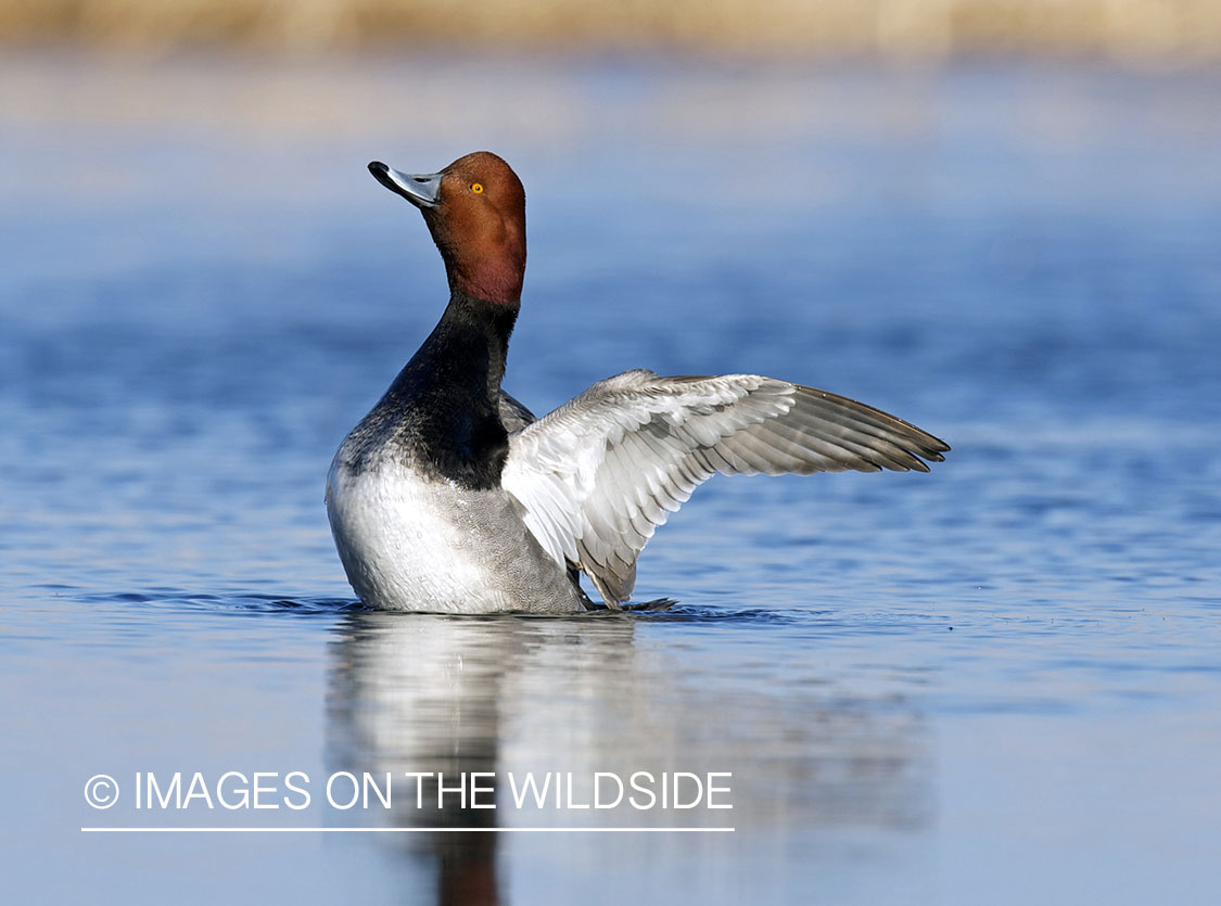 Redhead duck in habitat. 