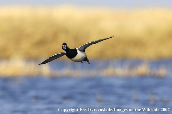 Ring-necked duck in flight