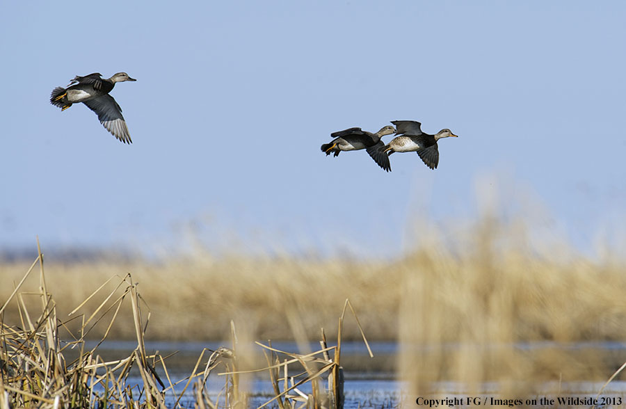 Mottled ducks in flight.