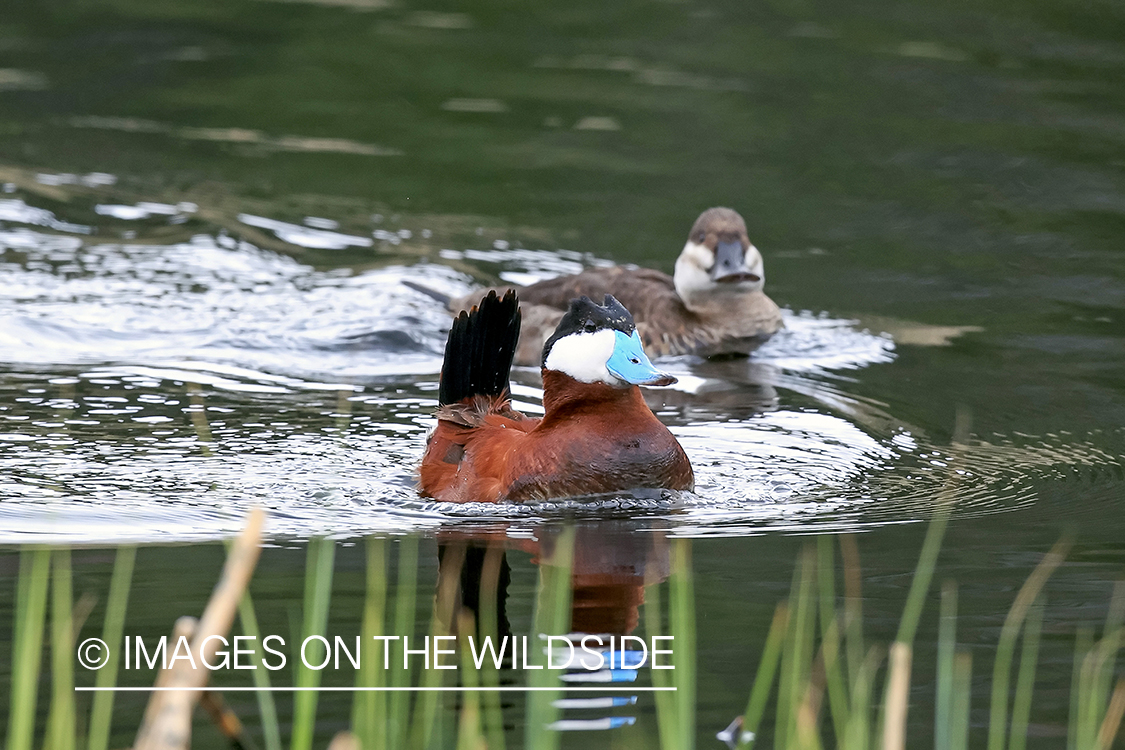 Ruddy ducks in water.