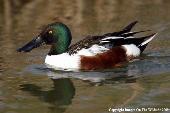 Shoveler Drake