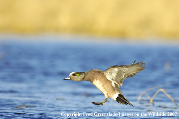 Wigeon duck