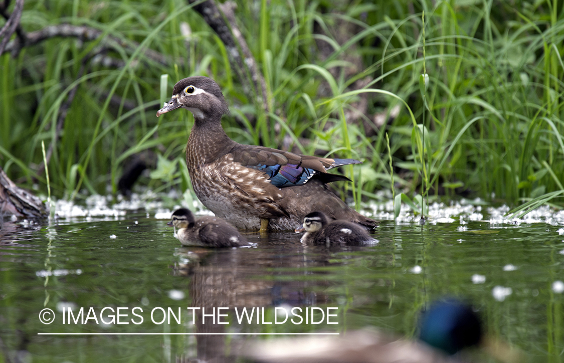 Wood duck with young.