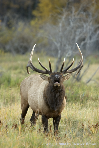 Rocky Mountain bull elk bugling.