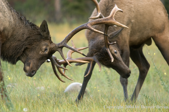 Rocky Mountain bull elk fighting.