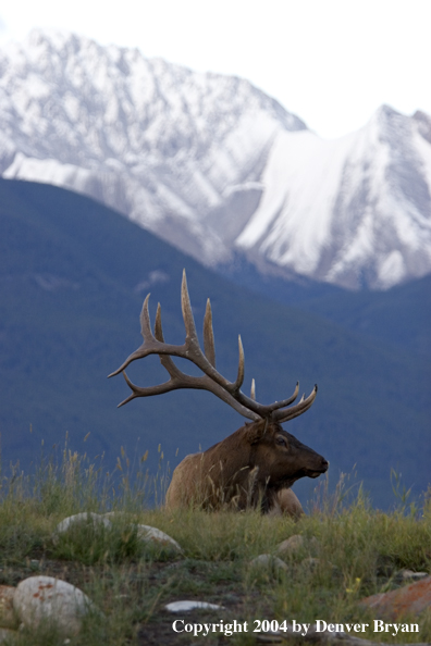 Rocky Mountain bull elk bedded.  Mountain backdrop.