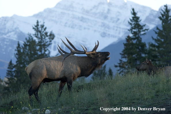 Rocky Mountain bull elk bugling.