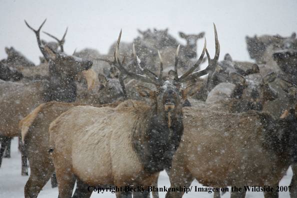 Rocky Mountian Elk Herd