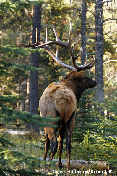 Rocky Mountain Elk in heavy timber