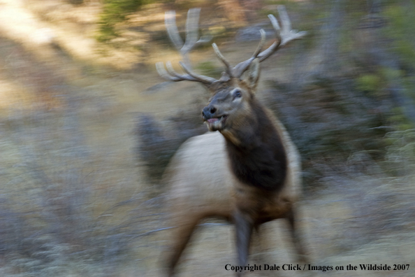 Elk in habitat