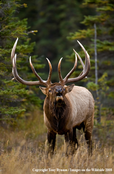 Rocky Mountain Elk in habitat