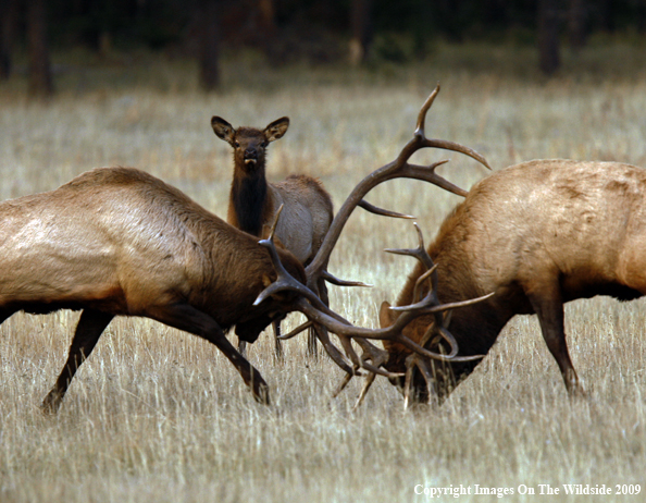 Bull Elk Fighting