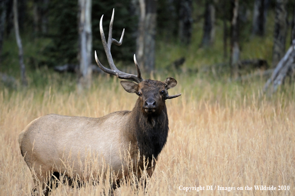 Rocky Mountain Bull Elk