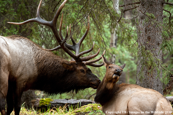 Rocky Mountain Bull Elk approaching cow. 