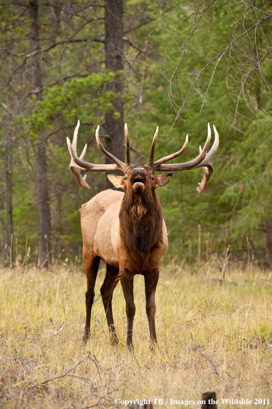 Bull elk bugling. 