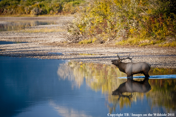 Rocky Mountain bull elk bugling. 