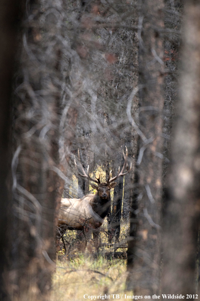 Bull elk in habitat. 