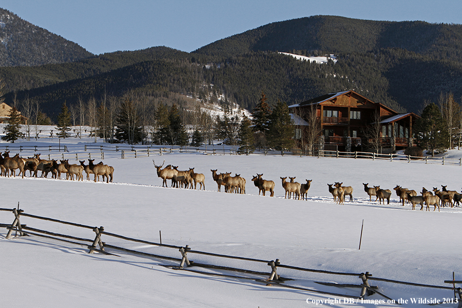 Elk in winter near urban area.