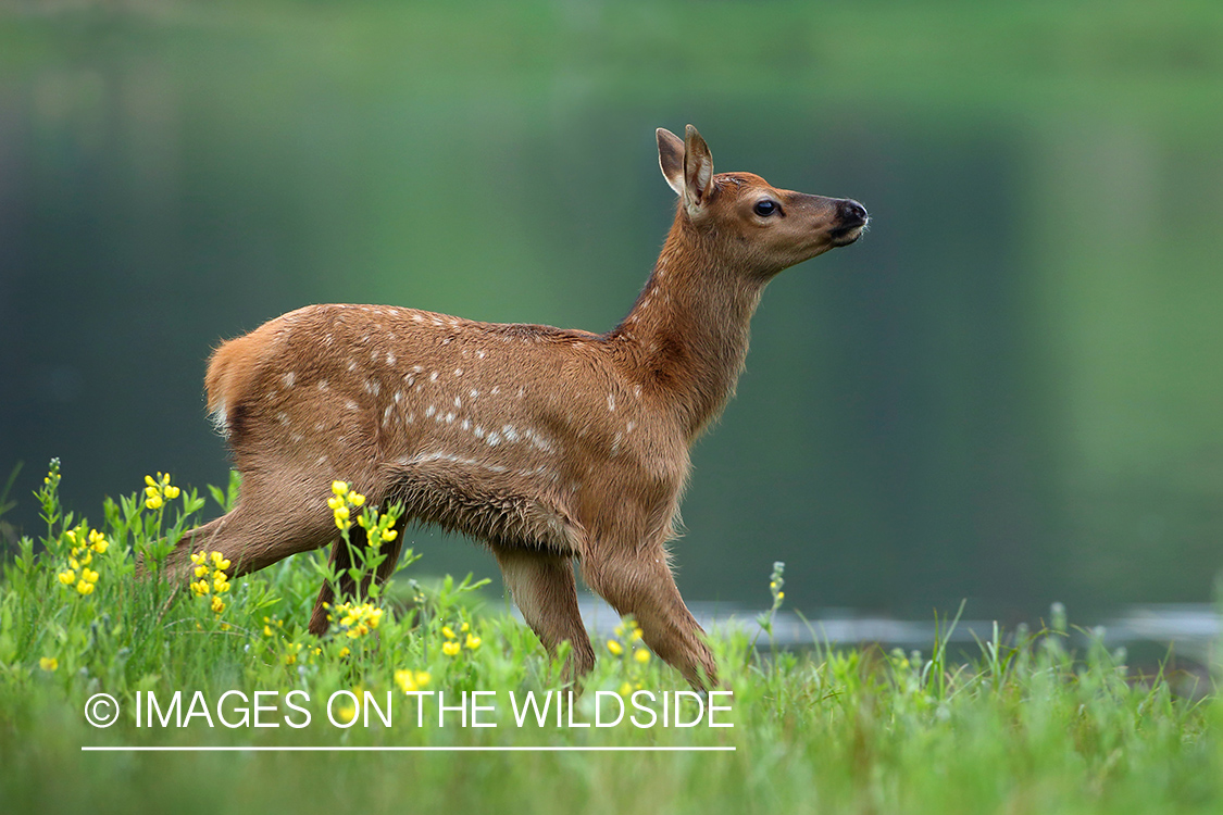 Rocky Mountain Elk calf in habitat. 