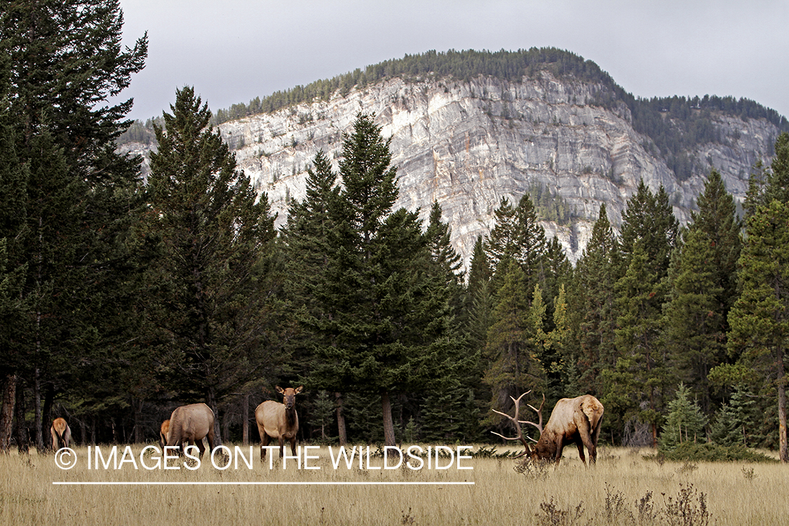 Rocky Mountain Bull Elk with harem of cows during the rut.