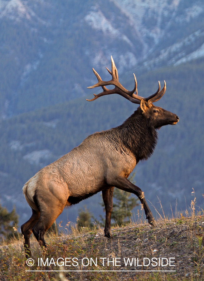 Rocky Mountain Bull Elk in habitat.