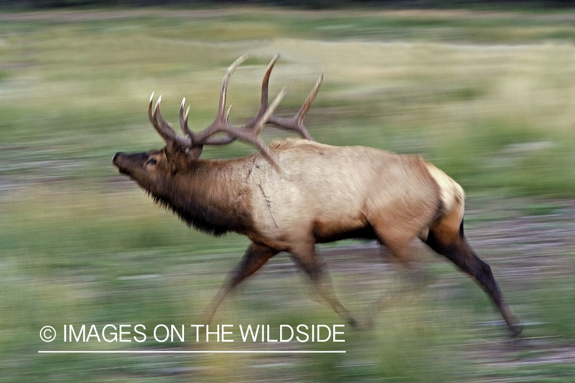 Bull elk running in field.