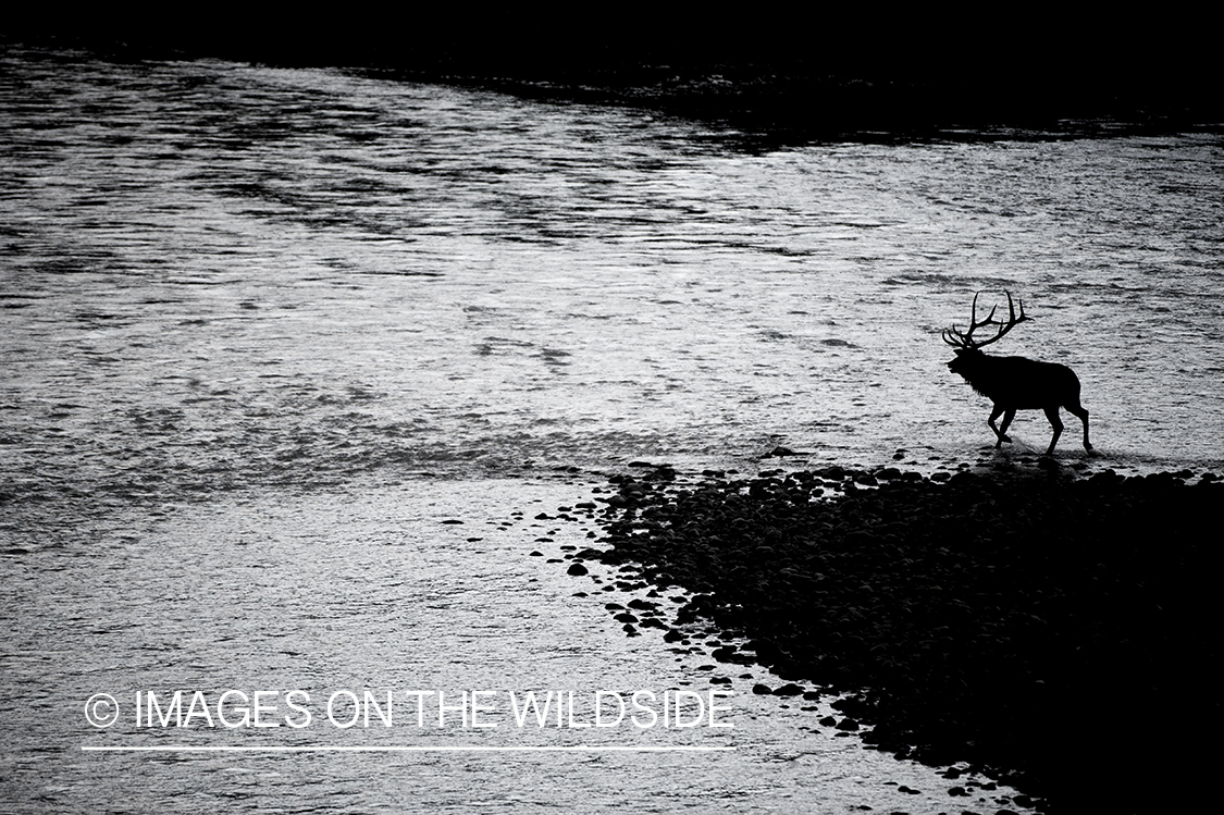 Bull elk silhouette by water.