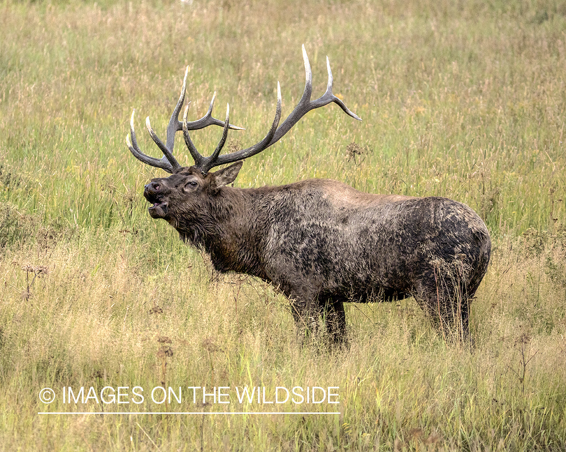 Bull elk bugling in field.