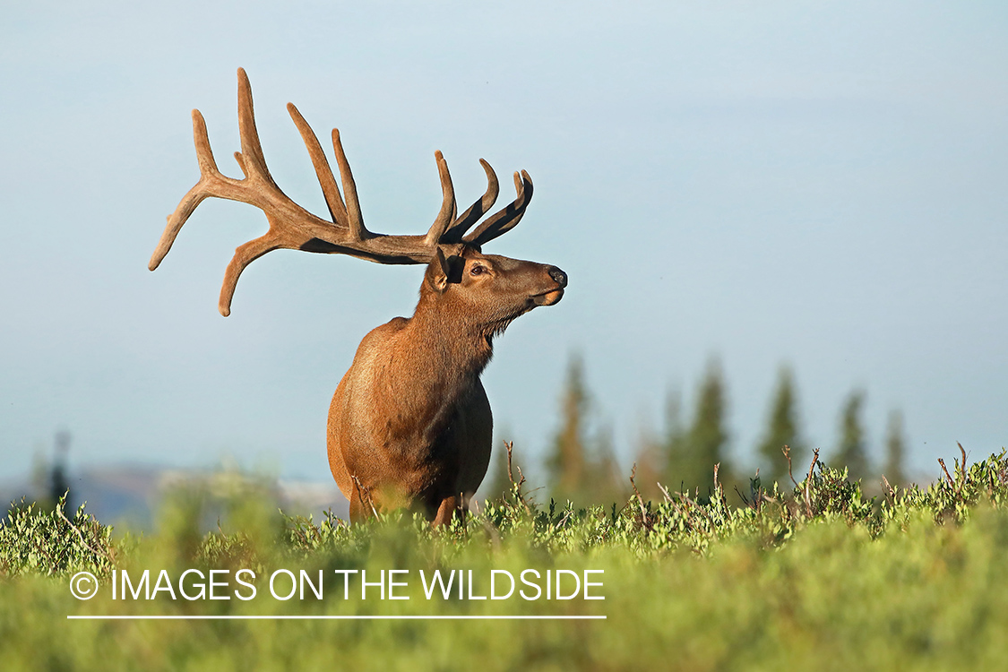 Bull elk in velvet.