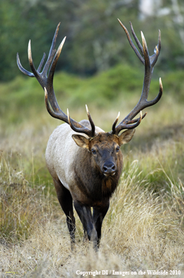 Roosevelt bull elk.