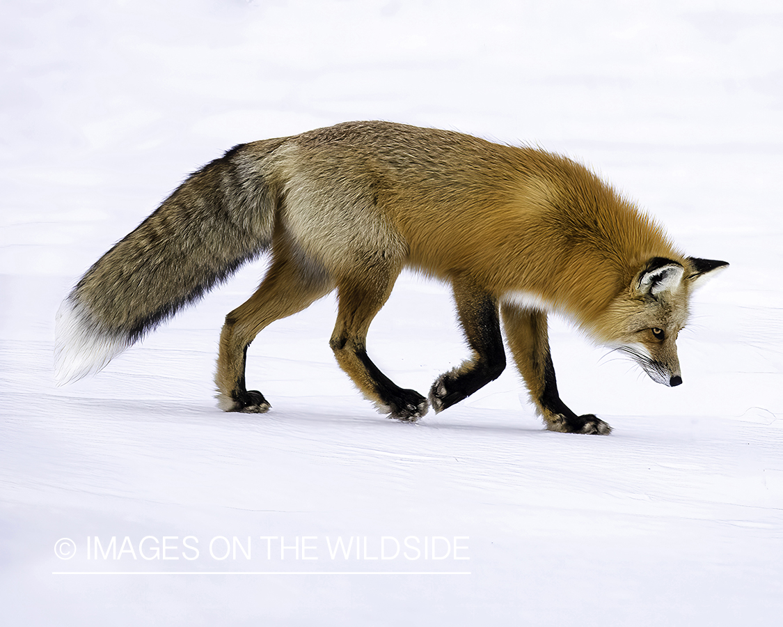 Red fox in winter habitat.