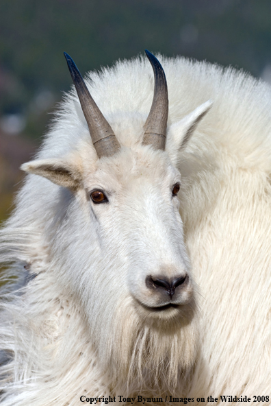 Billy Mountain Goat