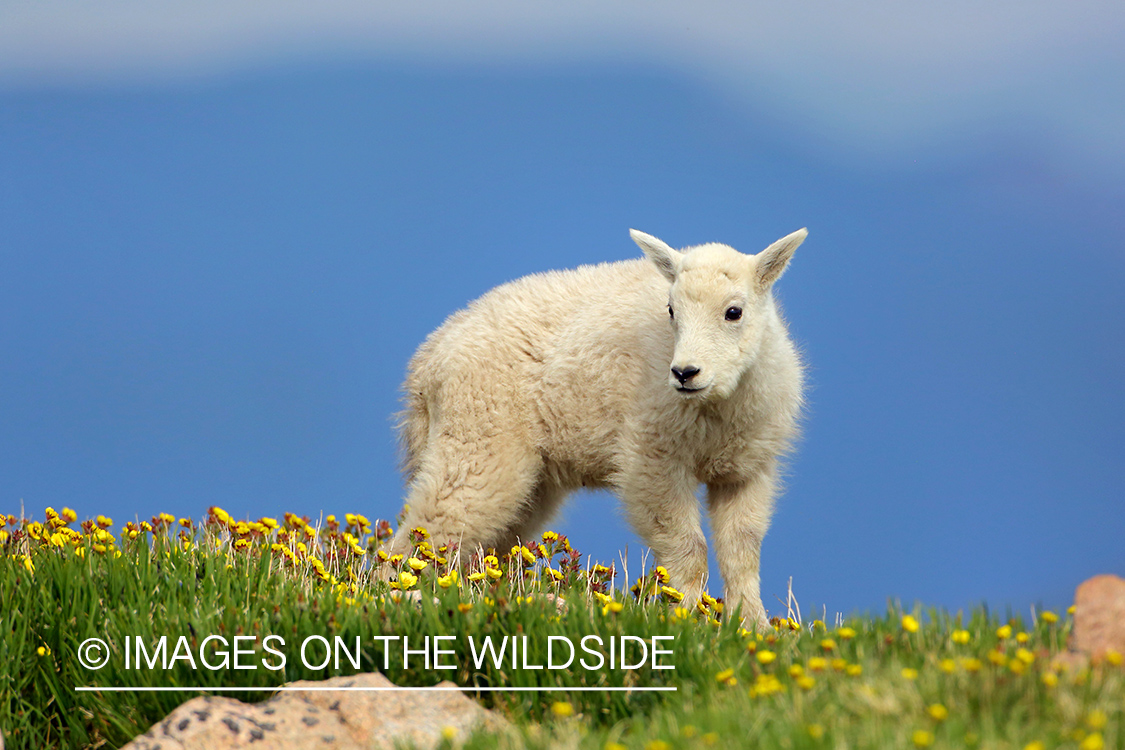 Rocky Mountain Goat kid.