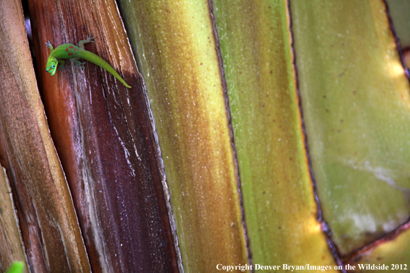 Gold dust day gecko on vegetation, Hawaii. 