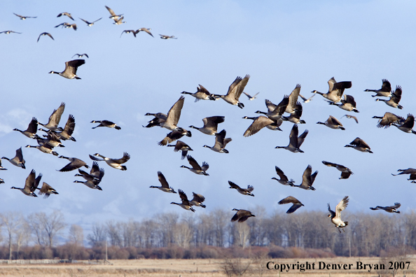 Canadian geese in flight