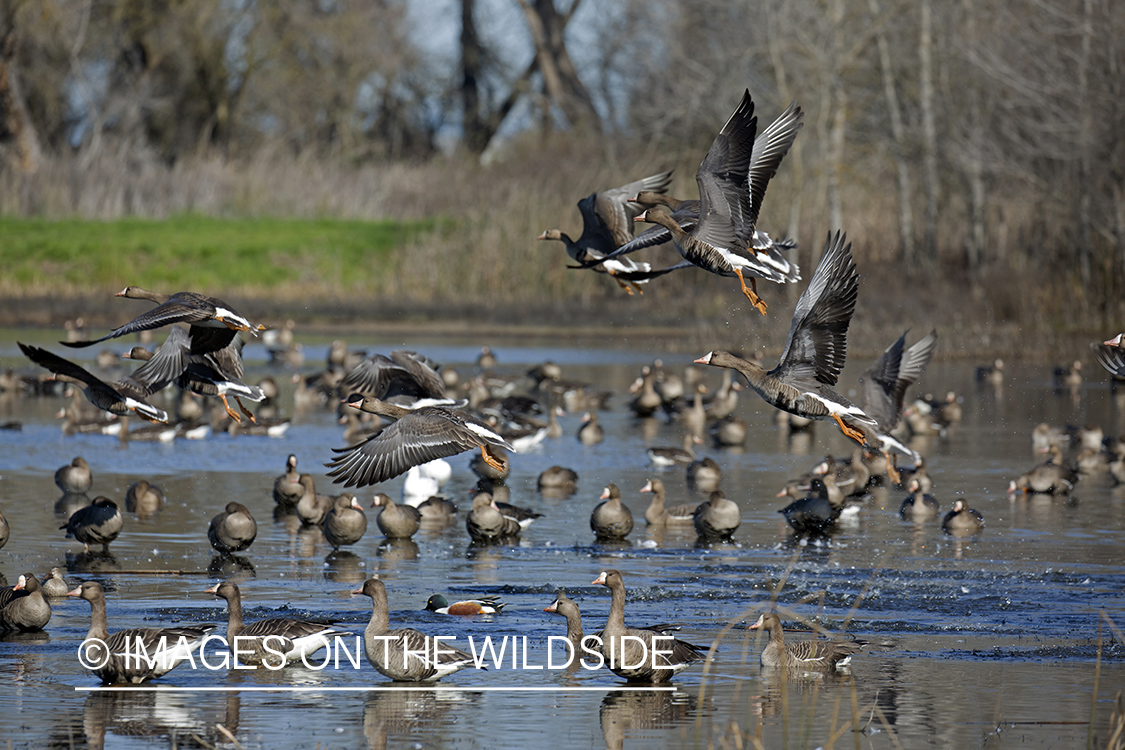 White-fronted geese on pond.