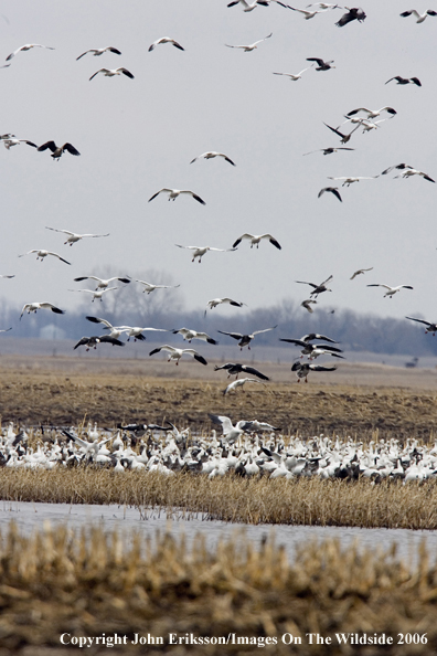 Snow geese in habitat.