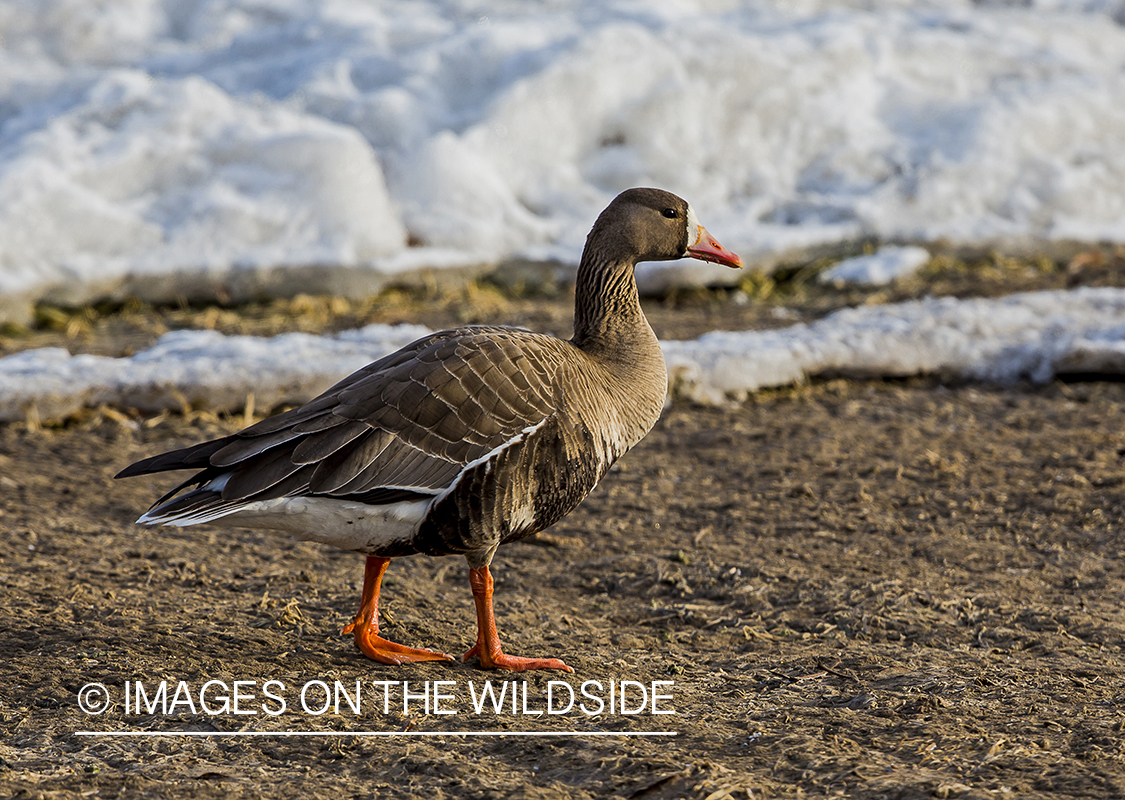 White-fronted goose in habitat.