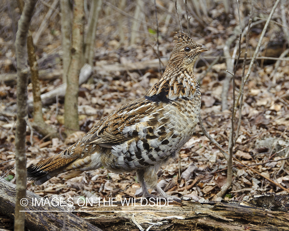 Ruffed Grouse.