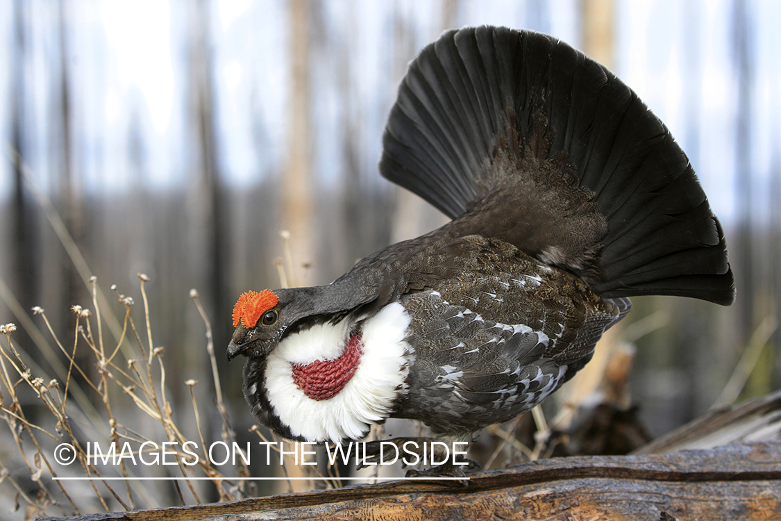 Male Dusky grouse displaying.